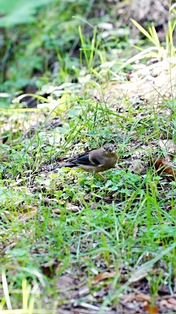 7月から8月まで野営場内で
野鳥の「ウソ」が良く姿を現したのが、
繁殖するためでしたね。

幼鳥がもう独自で餌を探していますね。

#upiオンネトー 
#あたたかく生きる 
#upioutdoor 
#野鳥 
#鳥ウソ 
#野生動物 
#アウトドア 
#バードウォッチング